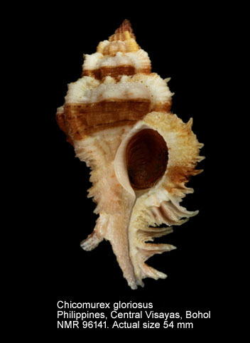 Chicomurex gloriosus (5).jpg - Chicomurex gloriosus (Shikama,1977)